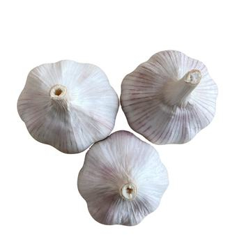 Fresh Garlic Ordinary White Garlic Wholesale 10kg Mesh Bag Fresh Garlic