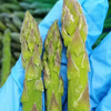 High Quality Frozen Asparagus Sprouts