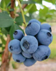Fresh-Picked High-Quality Blueberries