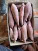 Sweet Potato