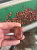 Chestnut