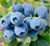 Fresh-Picked High-Quality Blueberries