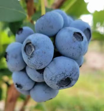 Fresh-Picked High-Quality Blueberries