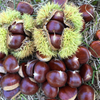 Chestnut