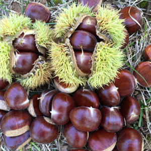 Chestnut