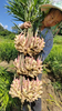 China Ginger
