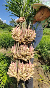 China Ginger
