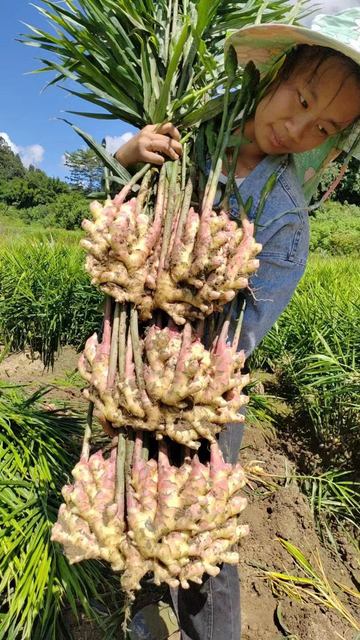 China Ginger