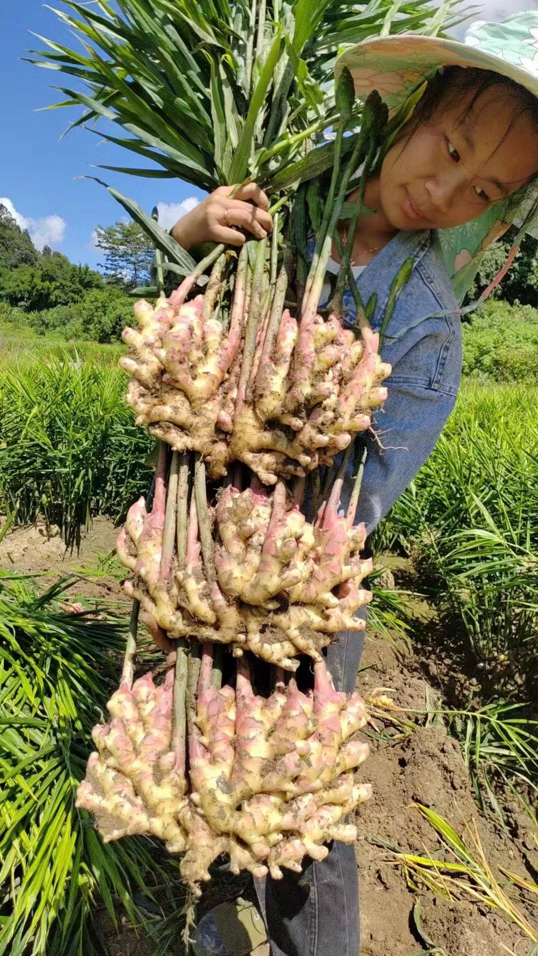 China Ginger