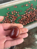 Chestnut