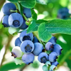 Fresh-Picked High-Quality Blueberries