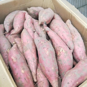 Sweet Potato