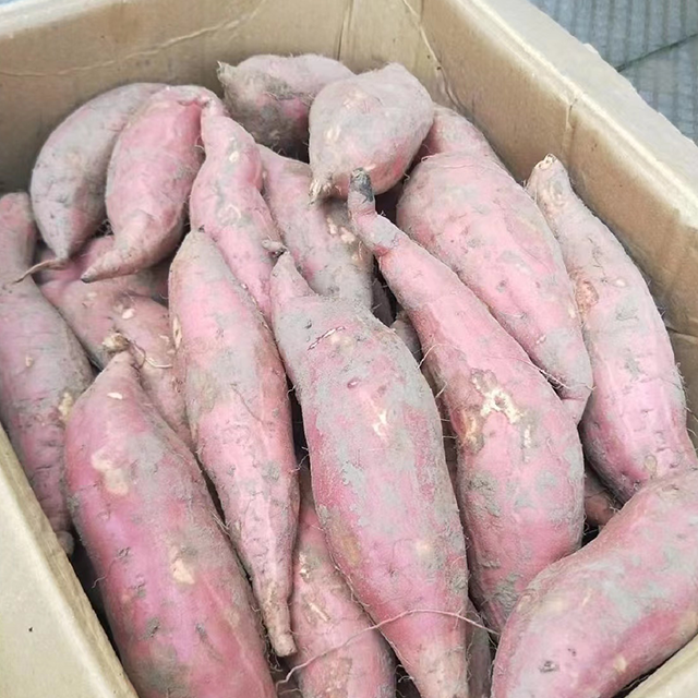 Sweet Potato