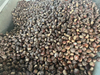 Chestnut