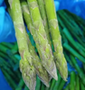 High Quality Frozen Asparagus Sprouts