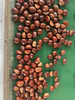 Chestnut