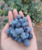 Fresh-Picked High-Quality Blueberries