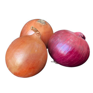 Supply cheap China 2025 crop yellow onion/red onion/purple onion