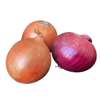 Supply cheap China 2025 crop yellow onion/red onion/purple onion