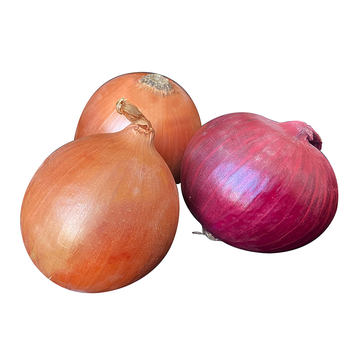 Supply cheap China 2025 crop yellow onion/red onion/purple onion