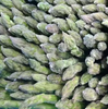 High Quality Frozen Asparagus Sprouts