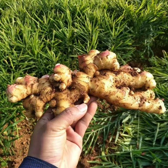 Fresh Ginger15.png