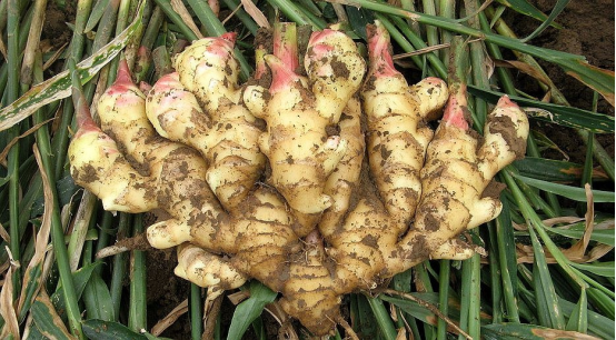 Fresh Ginger10.png