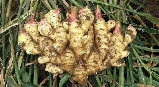 Fresh Ginger13.png