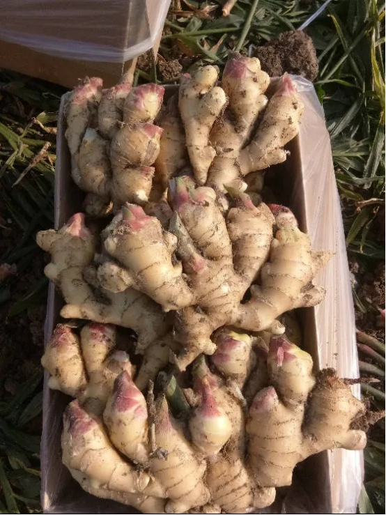 Fresh Ginger5.png