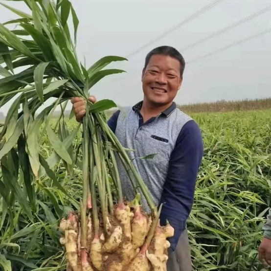 Fresh Ginger11.png