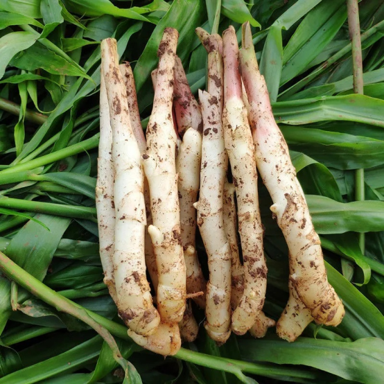 Fresh Ginger17.png