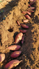 Fresh Sweet Potato