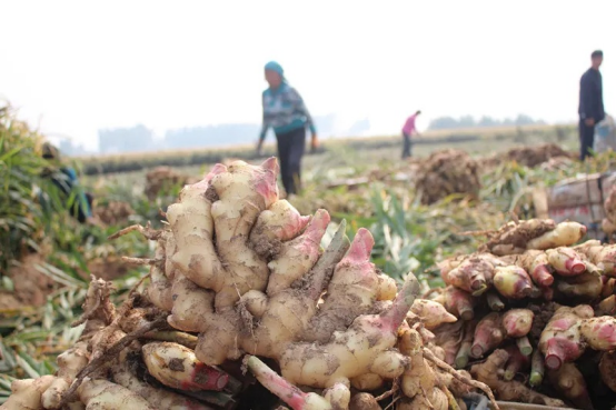 Fresh Ginger8.png