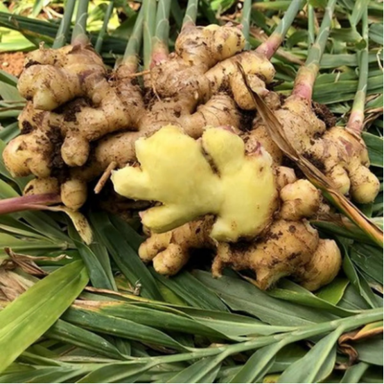 Fresh Ginger14.png