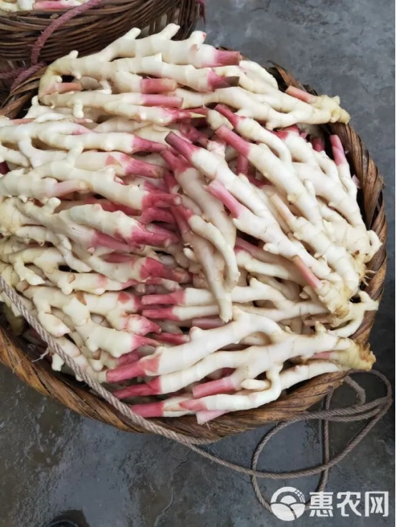 Fresh Ginger4.png