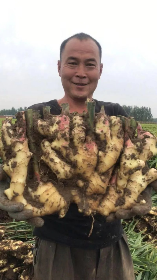 Fresh Ginger12.png