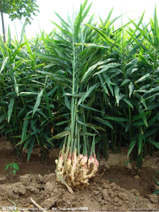 Fresh Ginger9.png