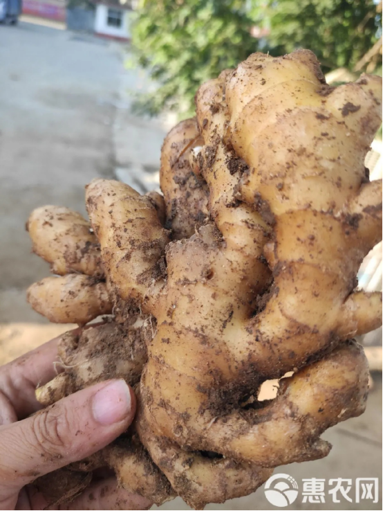 Fresh Ginger7.png