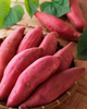 Fresh Sweet Potato