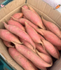 Fresh Sweet Potato